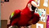 A papagájok tánc