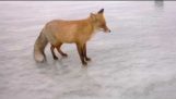 Taisan een wild Fox