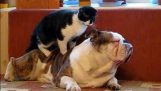Os gatos fazem massagem para cães