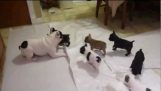 Bulldog dad plays with puppies
