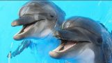 Los delfines usan drogas