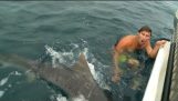 Risparmiato l'ultima volta da attacco di squalo
