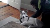 Argument with a Husky