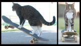一只猫在玩滑板的人才