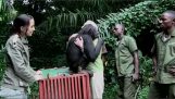 Трогательный жест шимпанзе