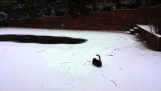 这只猫第一次看到雪的人