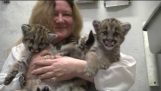 Räddade cougar föräldralösa barn