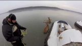 氷湖救助から鹿