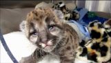 Rescued Florida Panther Kitten