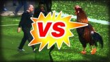公鸡 vs 安全警卫