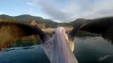 Fliegen mit einem Pelikan