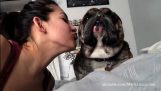 Собаки и кошки, которые ненавидят поцелуи