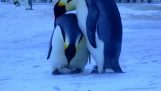 Плач пингвины