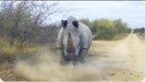 Rhino opłat i atakuje samochodu