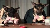 Koirat yrittää syödä päivällistä yhdessä