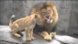 I leoni sanno loro papà