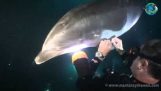 Delphin bittet um Hilfe von divers