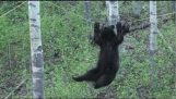 Black Bear Attempts Walking Across a Rope