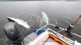 En overraskende hval sportsfiskere