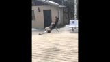 Duitse herder Slow Motion Fail
