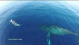 クジラとイルカの群れが無人偵察機によって撮影されます。