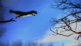 A caçada épica: Esquilo de vs Falcão