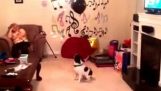 Собака і повітряна куля