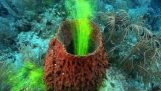 Sponges: The filters of the sea