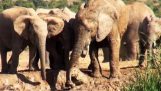 Elefantina sauve son bébé