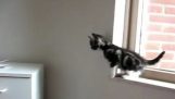 חתולים לא יכול לקפוץ