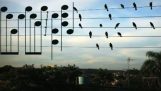 Musikk natur: Fugler på ledninger
