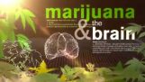 A szervezet-a marihuána hatása alatt