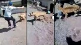 Greek infuriates pit bull, gets his lesson