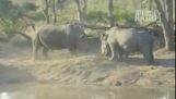 Um pequeno rinoceronte protege a mãe dele