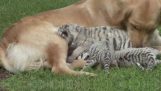 Собака принимает три новорожденных tigrakia