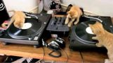 Štvornohí DJ