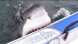 Белая акула нападения надувная лодка