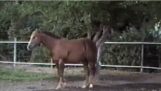 Um cavalo esperto apanha de maçãs