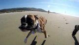 A bipedal dog enjoys his first ride on the beach