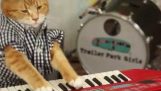 बिल्ली पियानोवादक देता है