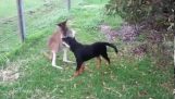En kenguru og en Rottweiler spille sammen