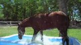 一匹馬發現小孩的游泳池