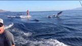 Вейкбординг з дельфінами