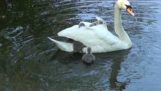 Pequenos cisnes sai para passear com a mãe