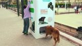 Recikliranje nudi hranu da psima lutalicama