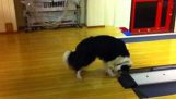 Hund inspekterar lanes bowling