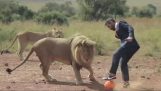 Футбол львы