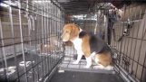 Собаки родился заключенным, выпущена в первый раз