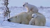 Mama polar bear plays with her cubs