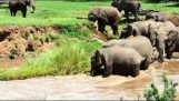 تتعاون الفيلة لإنقاذ طفل الفيل